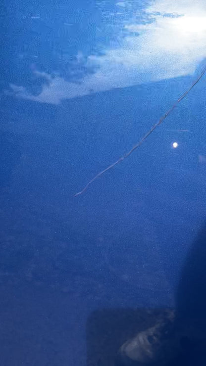 Scratch Removal / Chip Repair